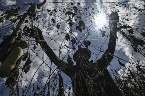 TANAMAN ROSAK AKIBAT CUACA PANAS