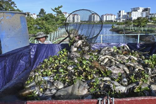 IKAN MATI AKIBAT CUACA PANAS