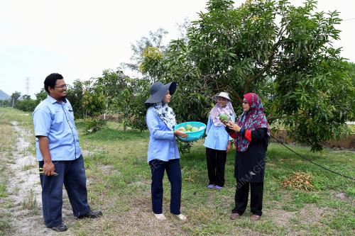 MANGGA HARUMANIS TERENGGANU