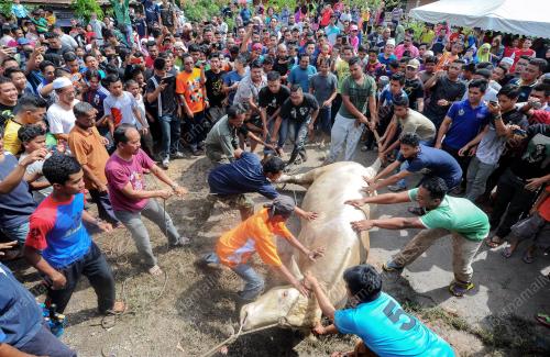 TR03_13092016_LEMBU_KORBAN
