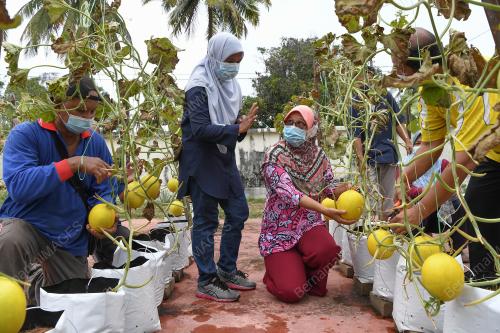 POPT USAHAKAN MELON MANIS TERENGGANU