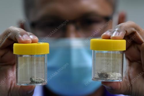 MUNTAH IKAN PAUS