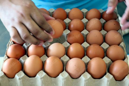 TELUR AYAM