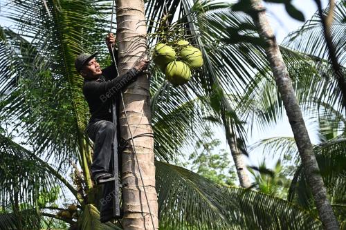 PANJAT POKOK KELAPA GUNA BERUK BESI