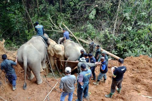 TR03_17012014_PINDAH_GAJAH