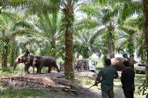 OPERASI PINDAH GAJAH