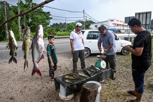 SAMBUTAN IKAN DARAT MUSIM TENGKUJUH
