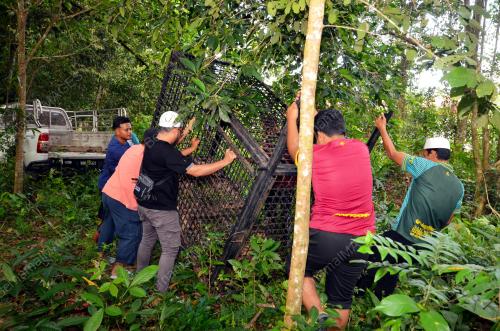 PASANG PERANGKAP BERUANG