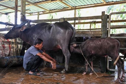 SUSU MASAM KERBAU