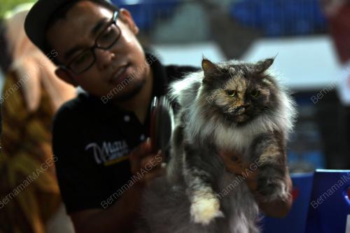 TR03_20072019_KUCING_BN201907175469