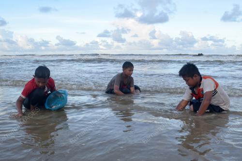 FENOMENA KERANG TERDAMPAR DI PANTAI