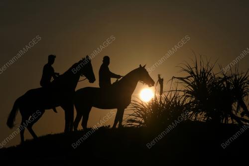 SILHOUETTE HORSE