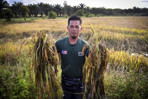 TANAMAN PADI ROSAK AKIBAT BANJIR