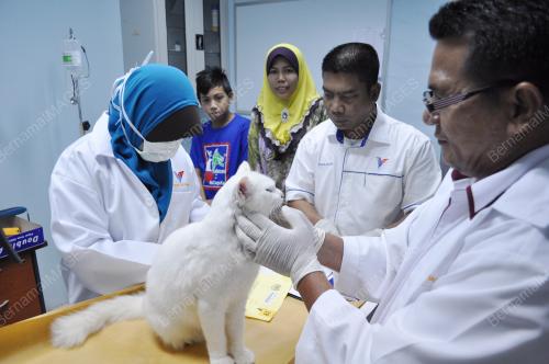 TR03_22122013_KUCING
