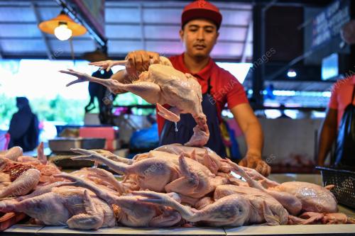 BEKALAN AYAM KURANG