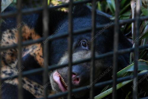 TR03_23072019_BERUANG_MATAHARI_BN201907235950-07