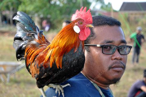 TR03_24042019_KOKOK_AYAM_HUTAN