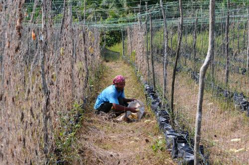 TANAMAN ROSAK CUACA PANAS