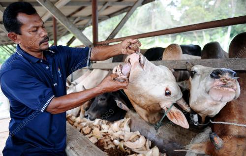 TR03_24102012_LEMBU_QURBAN