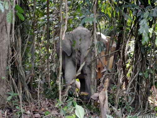TR03_25072012_GAJAH_LIAR