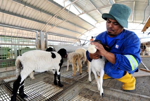 TR03_25092013_AGRO_KAMBING
