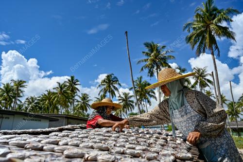IKAN BEKOK
