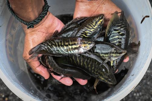 AKTIVITI MENJALA IKAN DARAT