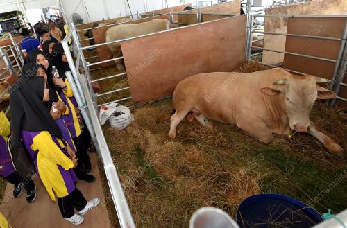 TR03_27022018_LEMBU_HIBRID_BN201802249966