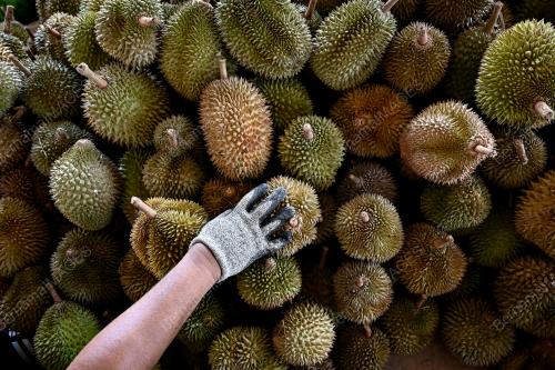 TINJAUAN PENJUAL DURIAN