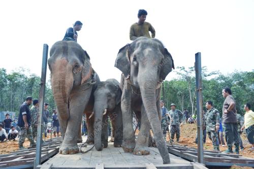 PINDAH GAJAH