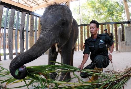 TR03_29012014_PINDAH_GAJAH