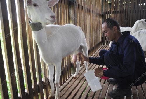 TR03_29082019_SUSU_KAMBING