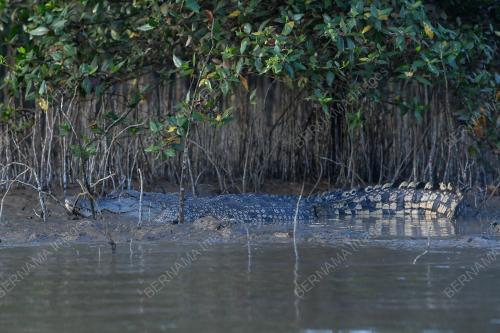 BUAYA_SUNGAI