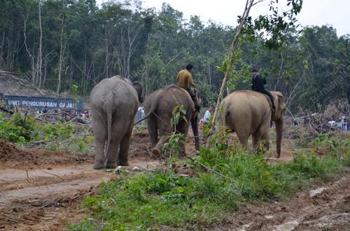 OPERASI PEMINDAHAN GAJAH