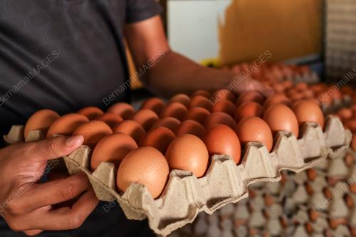 TELUR AYAM