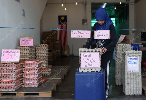 TELUR AYAM