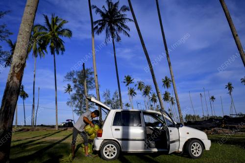 PEMETIK KELAPA