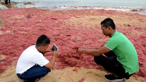 TR03_31102016_RUMPAI_MERAH