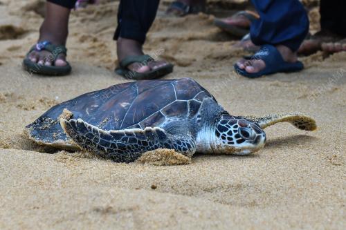 PENYU DILEPASKAN KE LAUT