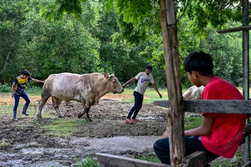 LEMBU SADO BAKA CHAROLAIS