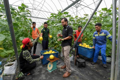 MELON MANIS TERENGGANU