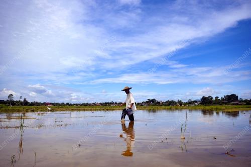 MENABUR BENIH PADI SECARA TRADISIONAL