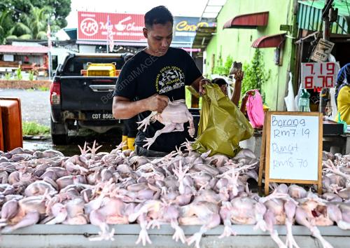 PENAMATAN SUBSIDI AYAM