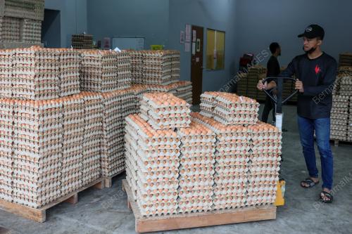 KRISIS TELUR AYAM