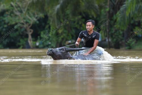 MANDI KERBAU DALAM BANJIR