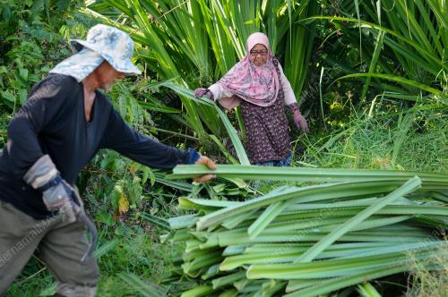 MENCARI DAUN MENGKUANG