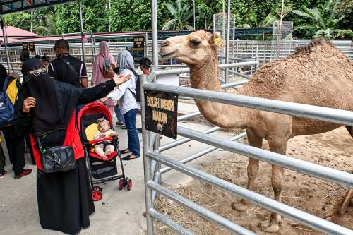 ZOO RIMBA RAZIA