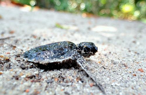 TR04_05072012_PENYU_MENETAS