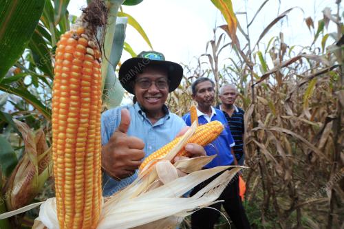 TR04_05072017_SHABERY_JAGUNG_BN201707038297