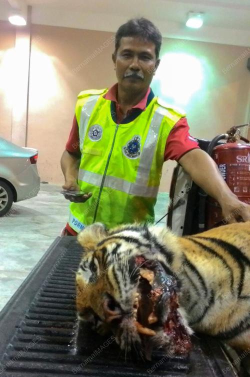 TR04_06022016_HARIMAU_MATI